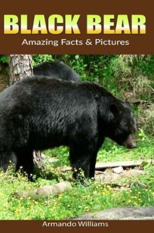 Cover of Black Bear