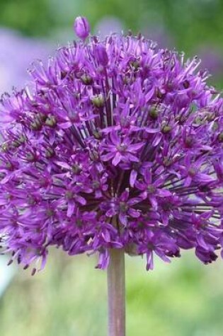 Cover of Purple Ornamental Onion Allium Flower Journal