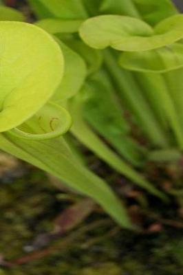 Cover of Journal Pretty Trumpet Pitcher Plant