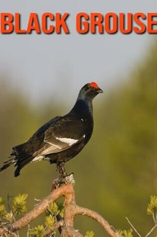 Cover of Black Grouse