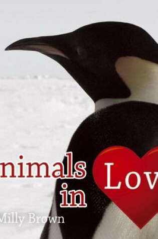 Cover of Animals in Love