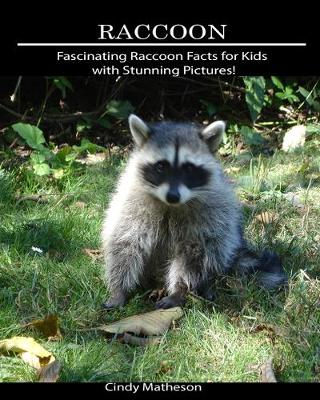 Book cover for Raccoon