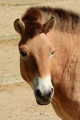 Book cover for So Cool Przewalski Horse Equine Journal