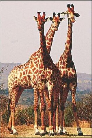 Cover of Giraffes in South Africa