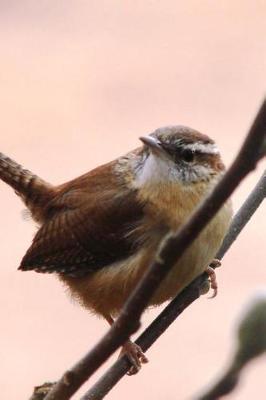 Book cover for House Wren (Troglodytes Aedon) Bird Journal