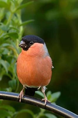 Book cover for Bullfinch Notebook