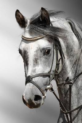 Book cover for Beautiful Profile of a Dapple Grey Horse Arab