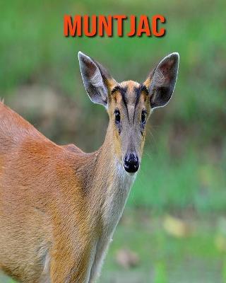 Cover of Muntjac