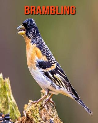 Book cover for Brambling