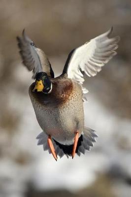 Book cover for Careful! Low Flying Duck Journal