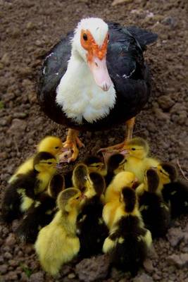 Book cover for Mama Duck and her Baby Ducklings Journal