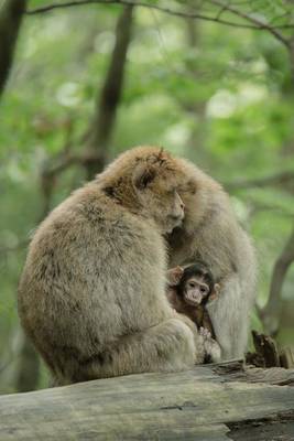 Book cover for Barbary Macaque Monkey Family Journal