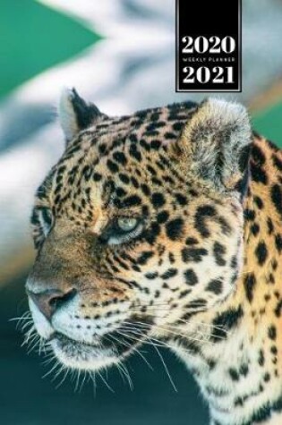 Cover of Panther Leopard Cheetah Cougar Week Planner Weekly Organizer Calendar 2020 / 2021 - Focused View