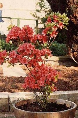 Book cover for Rhododendron Azalea Blooming in a Pot Journal