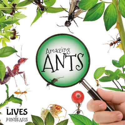 Book cover for Amazing Ants