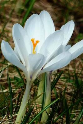 Book cover for White Crocus Spring Flower Journal