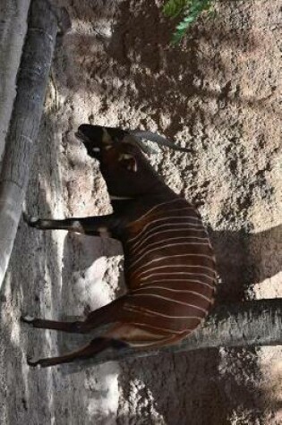 Cover of An African Bongo Antelope