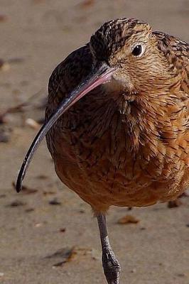 Book cover for Dunlin Bird Journal (Calidris Alpina)