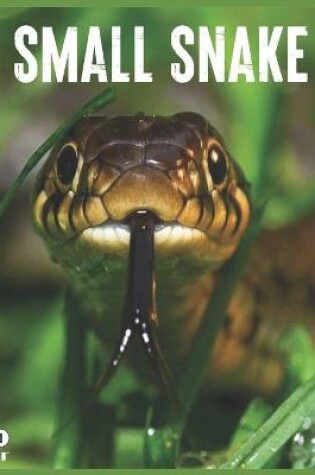 Cover of Small Snake 2021 Calendar