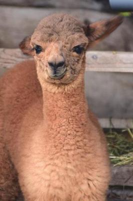 Book cover for Cute Fluffy Baby Alpaca Journal