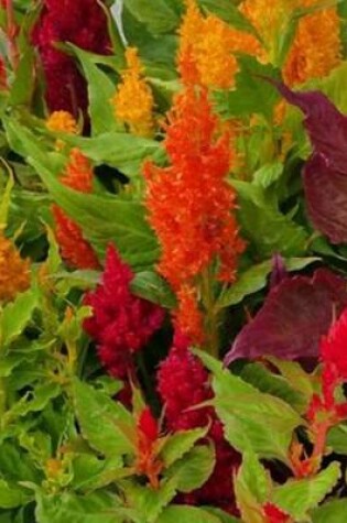 Cover of Celosia Flowers (for the Love of Gardening)