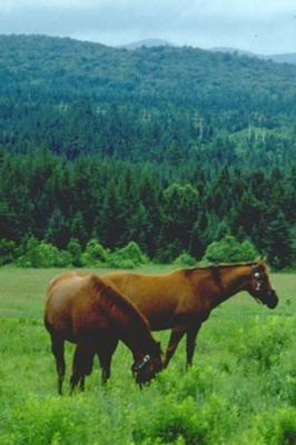 Book cover for 2020 Daily Planner Horse Photo Equine Grazing Horses Mountain 388 Pages