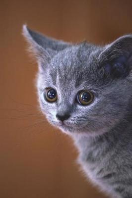 Book cover for Portrait of a British Shorthair Blue Cat as a Kitten Journal