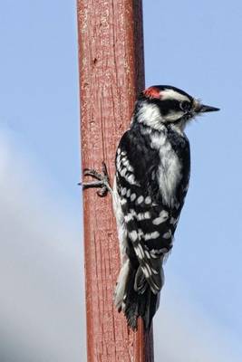 Book cover for Downy Woodpecker, Birds of the World