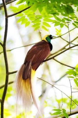 Book cover for Bird of Paradise Journal