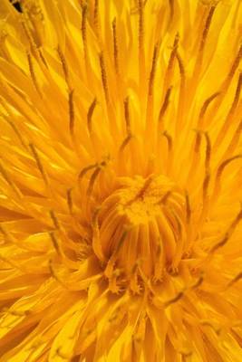 Book cover for Close-up of a Common Dandelion Journal