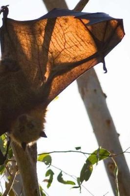 Book cover for Grey Headed Flying Fox Pteropus Poliocephalus Journal