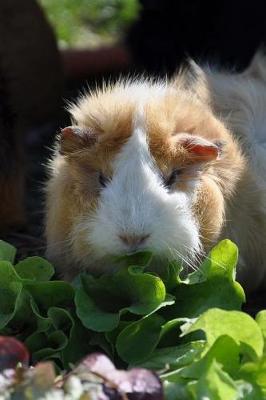 Book cover for Brown and White Guinea Pig Enjoying a Salad Journal