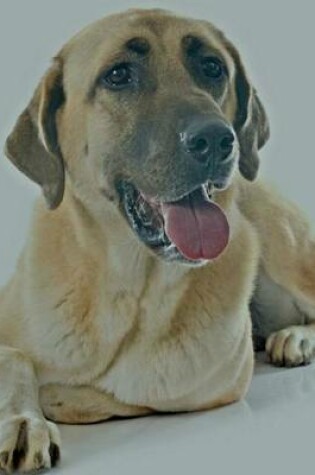 Cover of Anatolian Shepherd