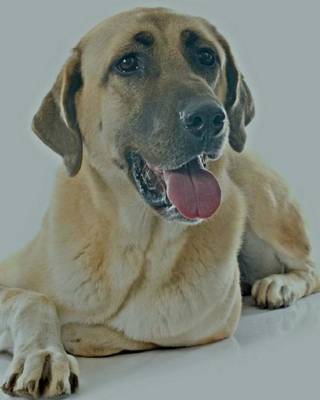 Book cover for Anatolian Shepherd