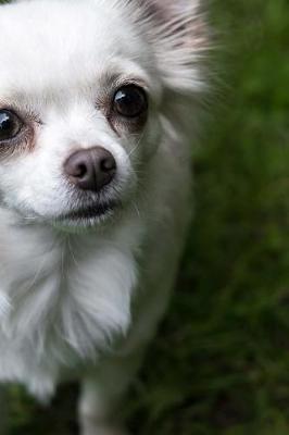 Book cover for White Chihuahua in the Grass Journal