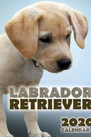 Cover of Labrador Retriever 2020 Calendar
