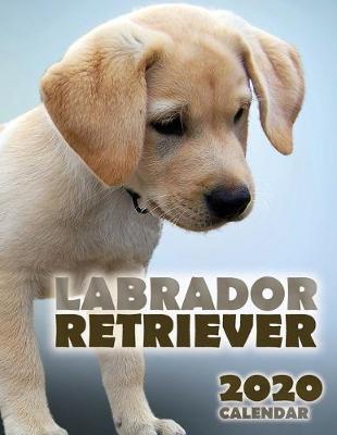 Book cover for Labrador Retriever 2020 Calendar