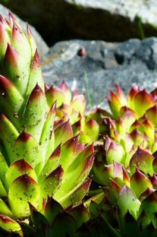 Cover of Hens and Chicks Succulent Plant in the Rocks