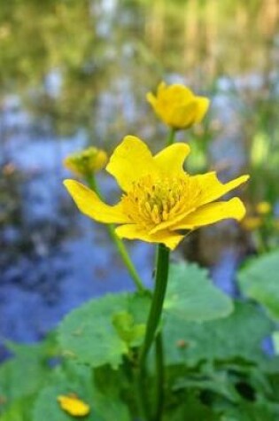 Cover of Caltha Palustris Marsh Marigold Flower Journal