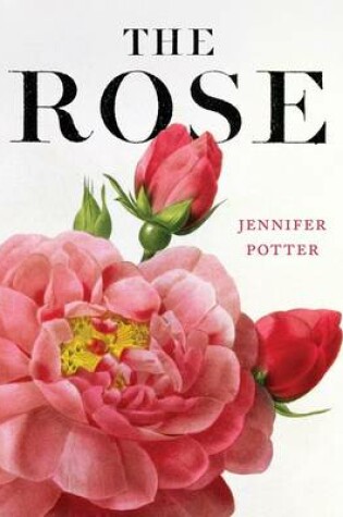 Cover of The Rose