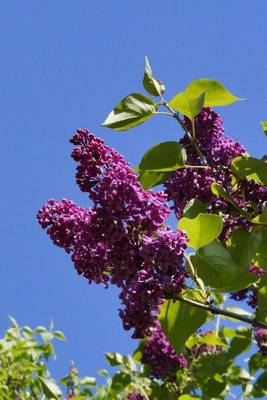 Book cover for Lilac Bush Flowering Plant Journal