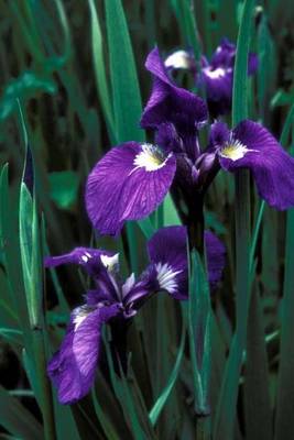 Book cover for Purple Iris Flowers (for the Love of Gardening)