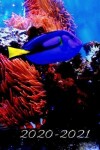 Book cover for Royal Blue Tang Tropical Fish Lover 25 Month Weekly Planner Dated Calendar for Women & Men