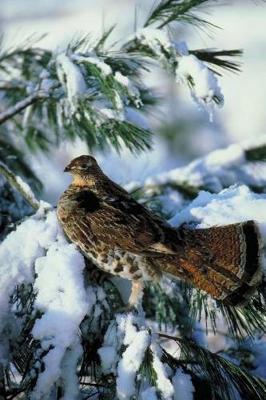 Book cover for Journal Bird Snowy Evergreen Branch