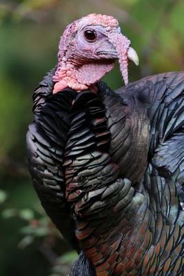 Book cover for Handsome Mr. Turkey Portrait Journal