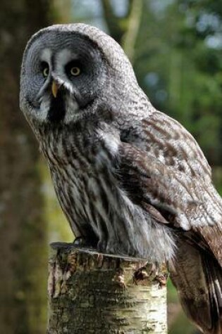 Cover of Magnificent Grey Owl Perched on a Post