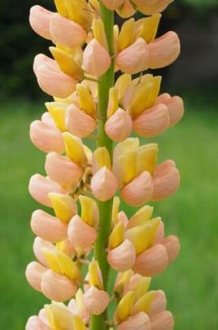 Cover of Flowersheeted-Lupine Blooming, for the Love of Flowers