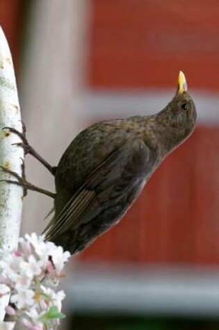 Cover of Perched Female Blackbird Journal