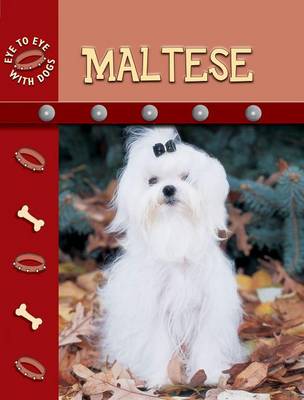 Book cover for Maltese