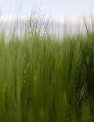 Book cover for Cornfield